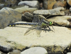 Gomphurus lineatifrons