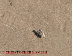 Cicindela limbata nympha