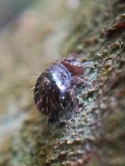 Allacma fusca