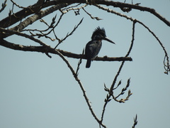 Megaceryle maxima maxima