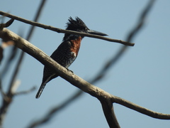 Megaceryle maxima maxima