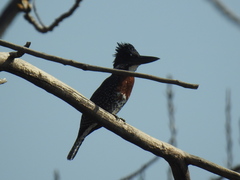 Megaceryle maxima maxima