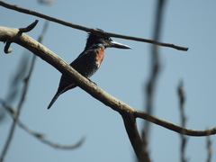 Megaceryle maxima maxima