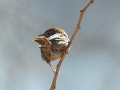 Cisticola tinniens