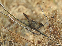 Cisticola tinniens