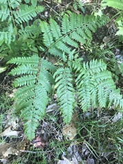 Pteridium aquilinum latiusculum