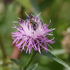 Halictus