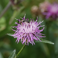 Halictus