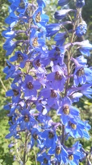 Delphinium cheilanthum