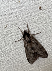 Sphinx poecila
