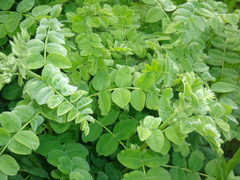 Glycyrrhiza
