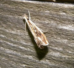 Catoptria verellus