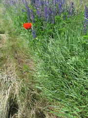 Papaver × pseudo-orientale