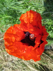 Papaver × pseudo-orientale