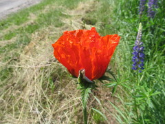 Papaver × pseudo-orientale