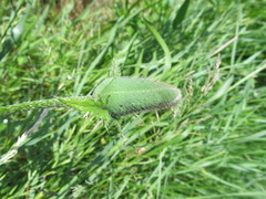 Papaver × pseudo-orientale
