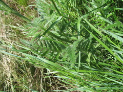 Papaver × pseudo-orientale