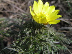 Adonis volgensis