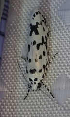 Ethmia notatella