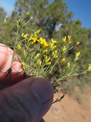 Solidagininae