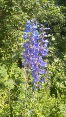 Delphinium cheilanthum