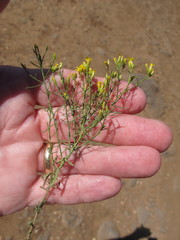 Solidagininae