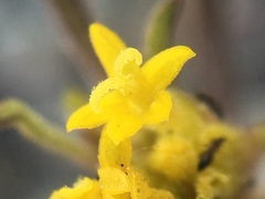 Orochaenactis thysanocarpha