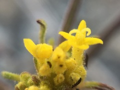 Orochaenactis thysanocarpha