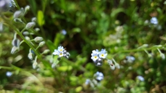 Myosotis laxa