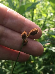 Carex alata