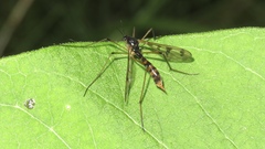 Ptychoptera quadrifasciata