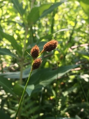Carex alata