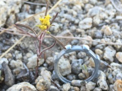 Orochaenactis thysanocarpha