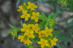 Lithospermum canescens