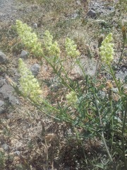 Reseda lutea