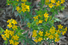 Lithospermum canescens