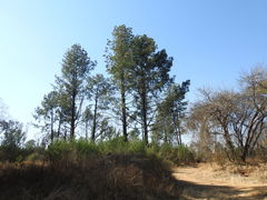 Pinus