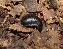 Necrophila americana