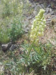 Reseda lutea