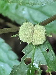 Elatostema cyrtandrifolium