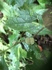 Elatostema cyrtandrifolium