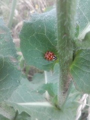 Harmonia axyridis