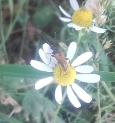 Pseudovadonia livida