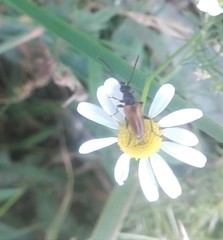 Pseudovadonia livida