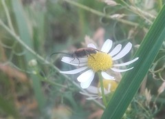 Pseudovadonia livida