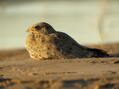 Chordeiles nacunda