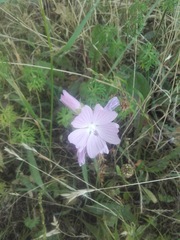 Malva moschata