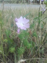 Malva moschata
