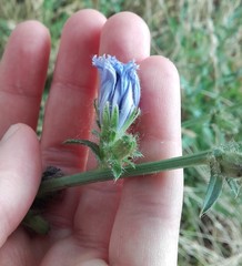 Cichorium intybus