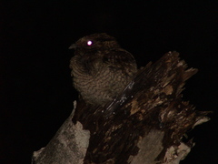 Nyctiprogne leucopyga